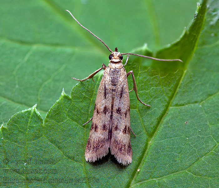 Grobladrotmott Vejbredhalvmøl Homoeosoma sinuella