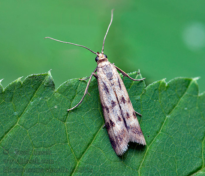 Homoeosoma sinuella