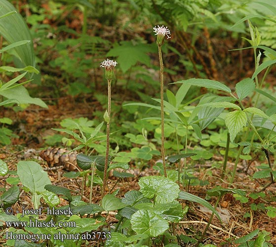 Homogyne alpina