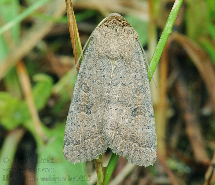 Hoplodrina ambigua Vine's Rustic