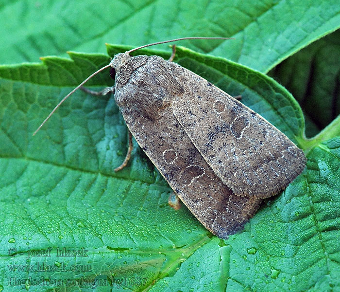 Hoplodrina ambigua Zuidelijke stofuil