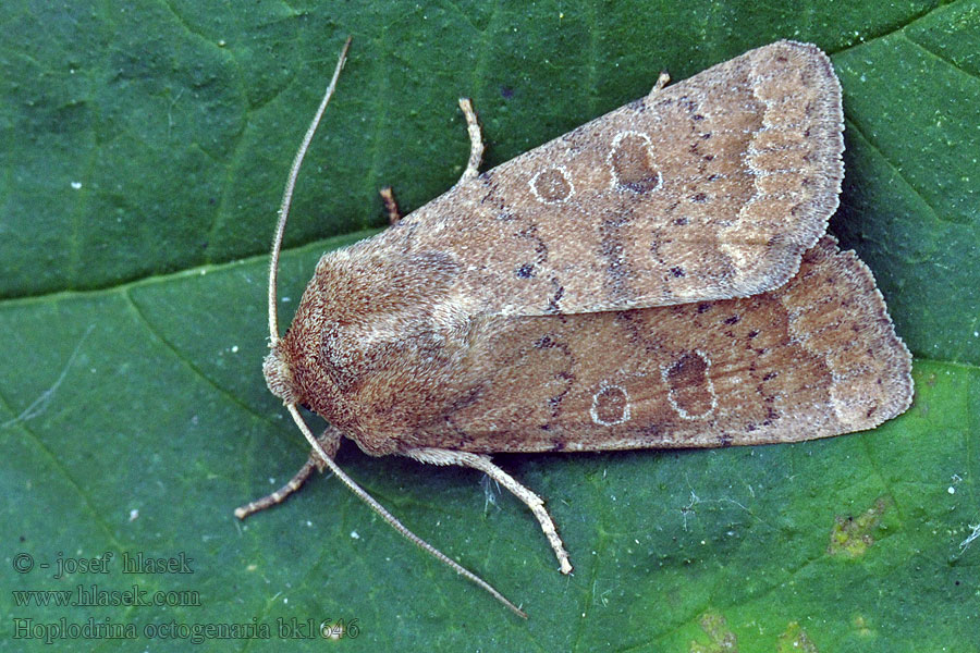 Hoplodrina octogenaria Blýskavka ptačincová Gemeine Staubeule