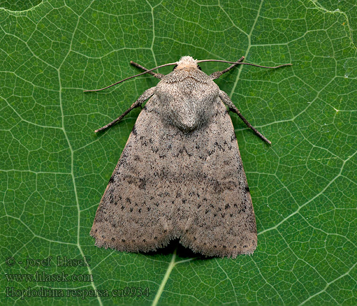 Blýskavka kropenatá Graue Felsflur-Staubeule Sprinkled Rustic Hoplodrina respersa