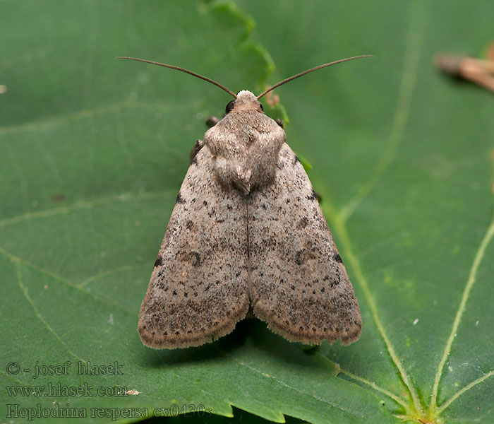 Sprinkled Rustic Sivkavec krvavníkový Hoplodrina respersa