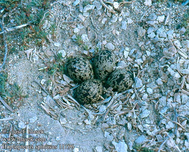 birds eggs nests Hoplopterus spinosus Spur-winged Plover
