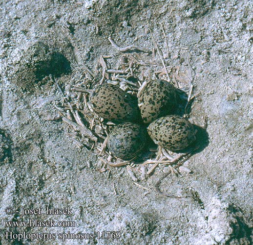birds eggs nests Vanneau éperonné Avefría Espinosa
