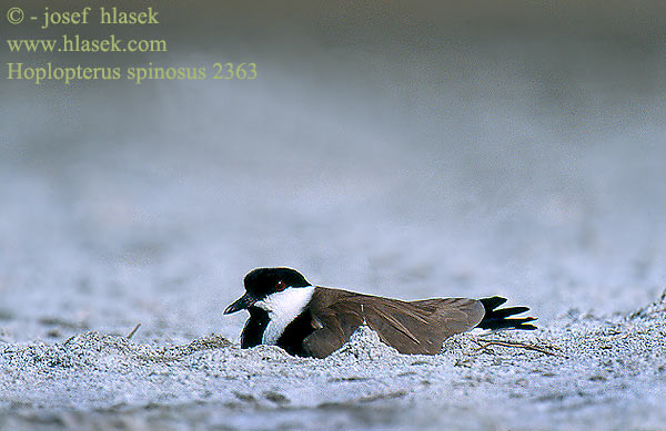 Mahmuzlu Kızkuşu סיקסק Hoplopterus spinosus Spur-winged