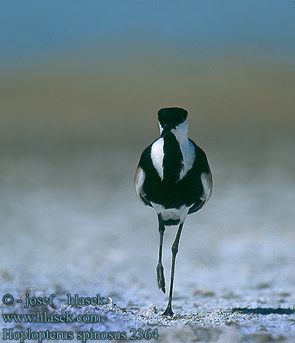 Spur-winged Plover Spornkiebitz Vanneau éperonné Avefría