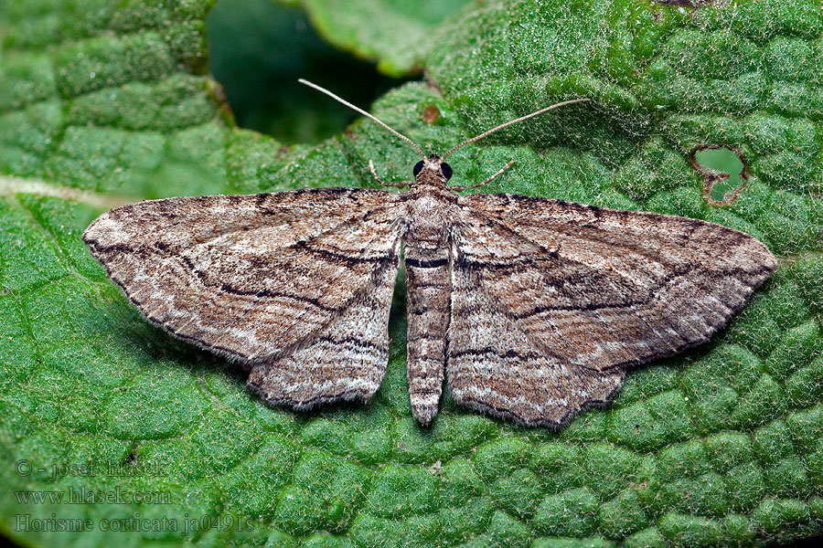 Horisme corticata CZ: Píďalka černočárná DE: Dunkelbrauner Waldrebenspanner SK: Piadivka kôrová RU: Пяденица короцветная PL: Paśnik korowik HU: Barna iszalag-araszoló DK: Brun klematismåler