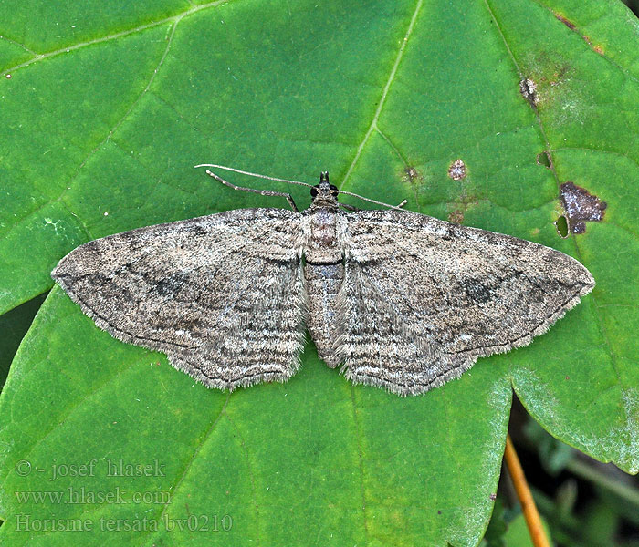Fern moth Piadivka vlašská Horisme élégant Egale bosrankspanner