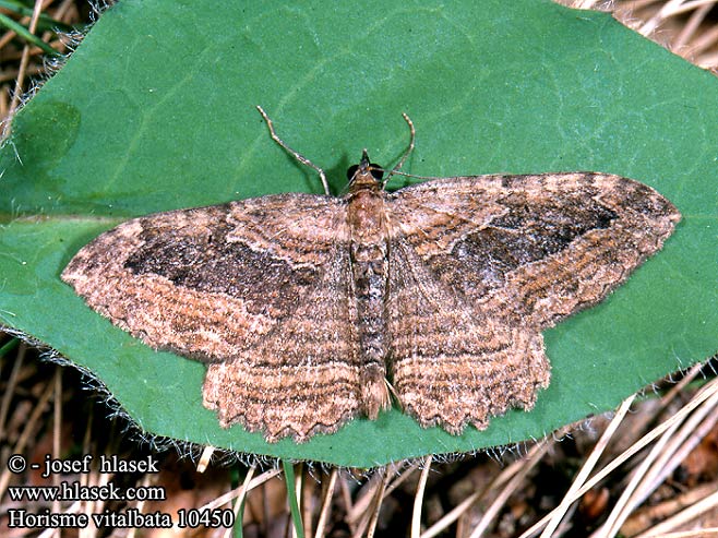 Horisme vitalbata Small Waved Umber Píďalka zdobená Luuviirumittari