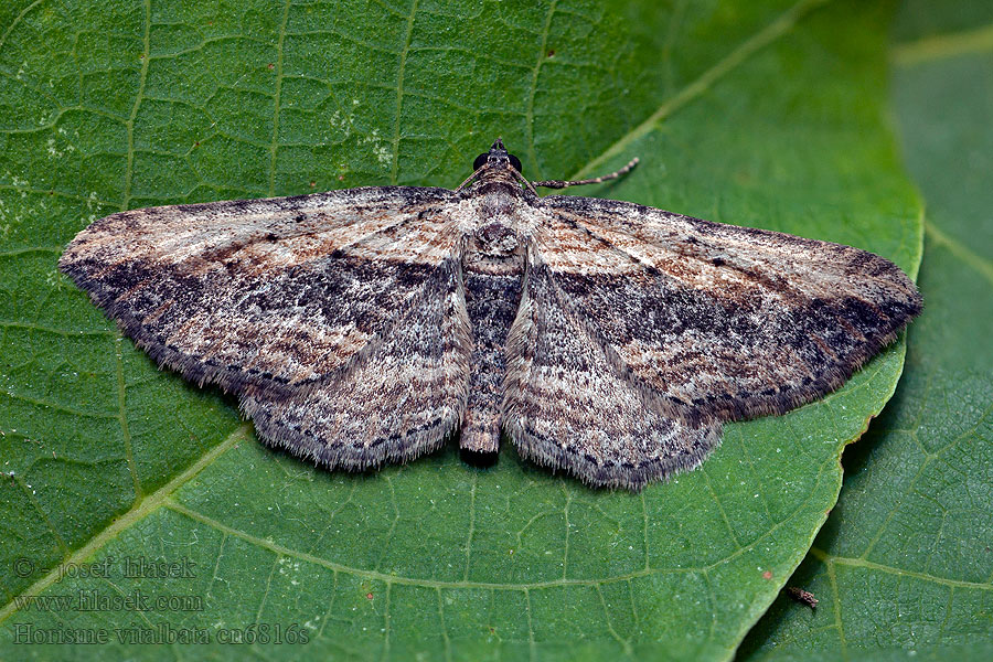 Small Waved Umber Hellbraungebänderter Waldrebenspanner Zweifarbiger