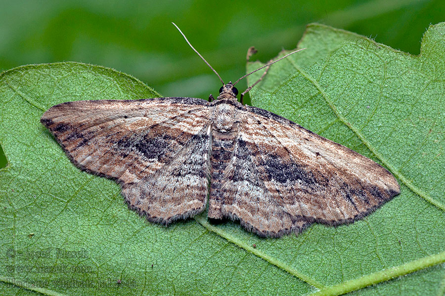 Пяденица короцветная Horisme corticata