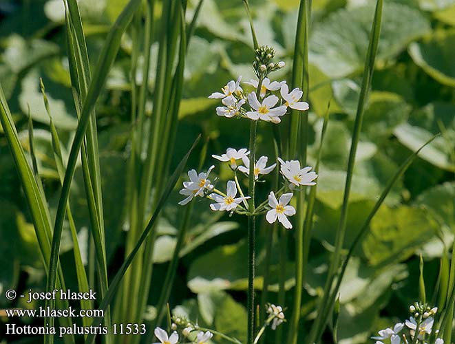 Hottonia palustris Water violet Vandrollike Vesisulka