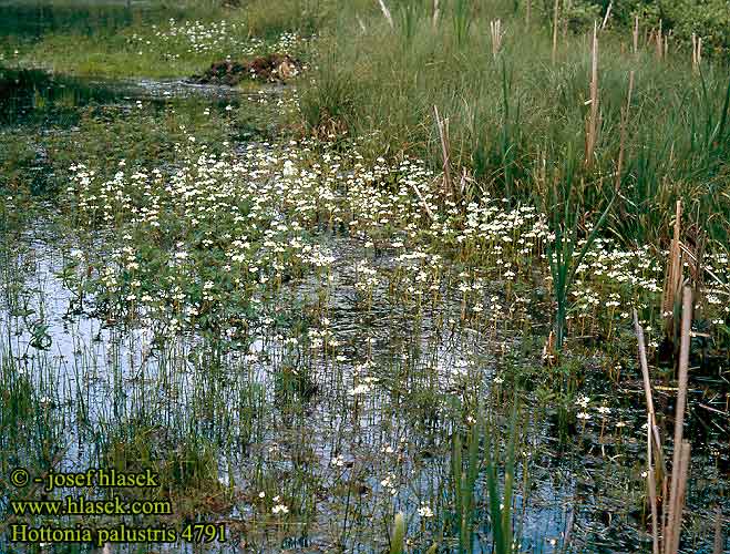 Hottonia palustris Water violet Hottonie des marais