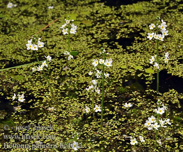 Vesisulka Hottonie marais Millefeuille aquatique Waterviolier