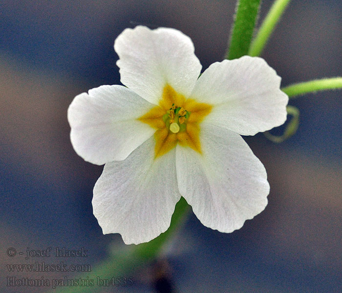 Hottonia palustris