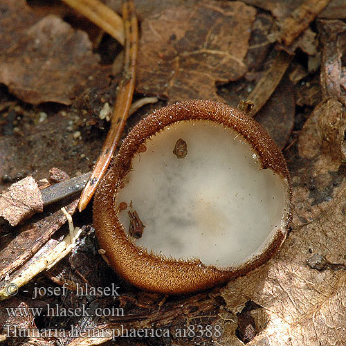 Humaria hemisphaerica Bělokosmatka polokulovitá Kosmatka polokulatá Ziemica półkulista Humária polguľovitá Lachnea Halvkugleformet børstebæger Kleine bruine bekerzwam Polobla kosmatinka Lachnée hémisphérique Pézize Halbkugeliger Borstling Glazed Cup シロスズメノワン Fehér sörtéscsészegomba sörtés-csészegomba Blekt fløyelsbeger Гумария полушаровидная Luddskål