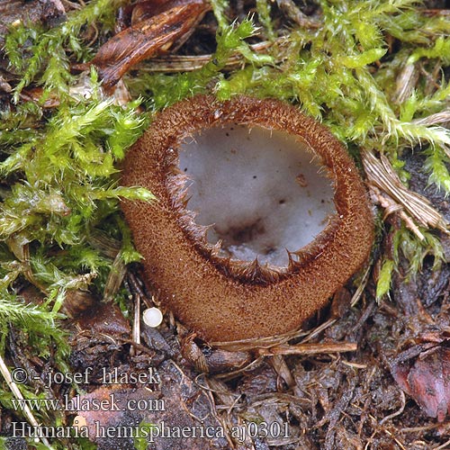 Humaria hemisphaerica Lachnea Halvkugleformet børstebæger Kleine bruine bekerzwam Polobla kosmatinka Lachnée hémisphérique Pézize Halbkugeliger Borstling Glazed Cup シロスズメノワン Fehér sörtéscsészegomba sörtés-csészegomba Blekt fløyelsbeger Гумария полушаровидная Luddskål Bělokosmatka polokulovitá Kosmatka polokulatá Ziemica półkulista Humária polguľovitá