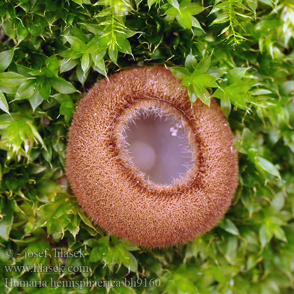 Humaria hemisphaerica bh9160