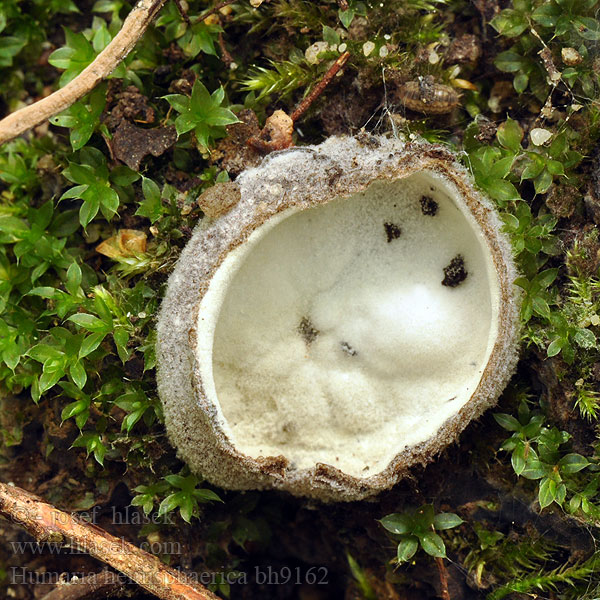 Humaria hemisphaerica bh9162