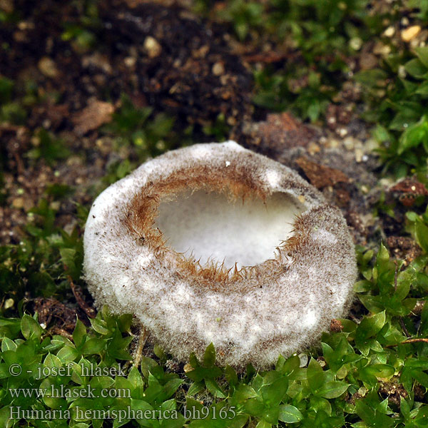 Humaria hemisphaerica bh9165