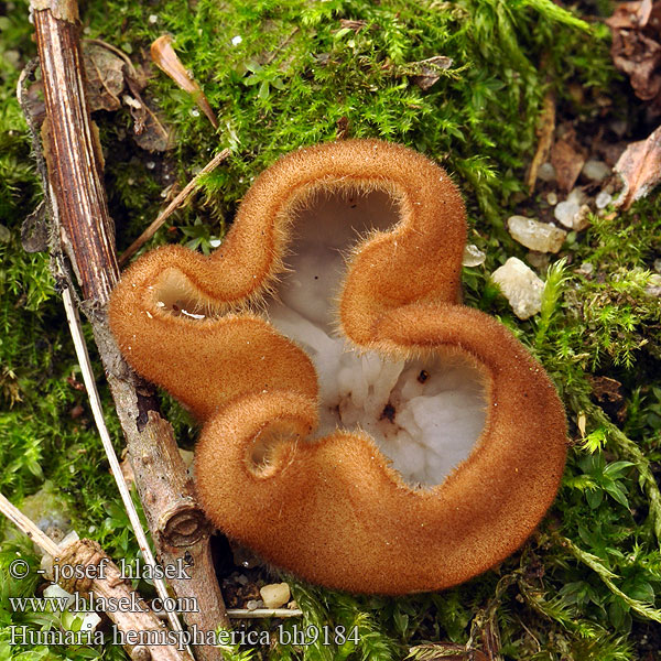 Humaria hemisphaerica bh9184