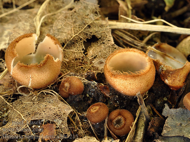 Humária polguľovitá Humaria hemisphaerica Lachnea