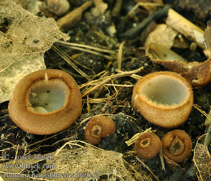 Humaria hemisphaerica bh9262