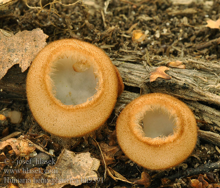 Humária polguľovitá Humaria hemisphaerica Lachnea Halvkugleformet børstebæger Kleine bruine bekerzwam Polobla kosmatinka Lachnée hémisphérique Pézize Halbkugeliger Borstling Glazed Cup シロスズメノワン Fehér sörtéscsészegomba sörtés-csészegomba Blekt fløyelsbeger Гумария полушаровидная Luddskål Bělokosmatka polokulovitá Kosmatka polokulatá Ziemica półkulista