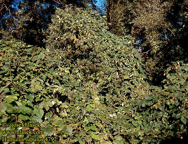 Humulus lupulus Hop Humle Humala Houblon grimpant Luppolo comune Komló