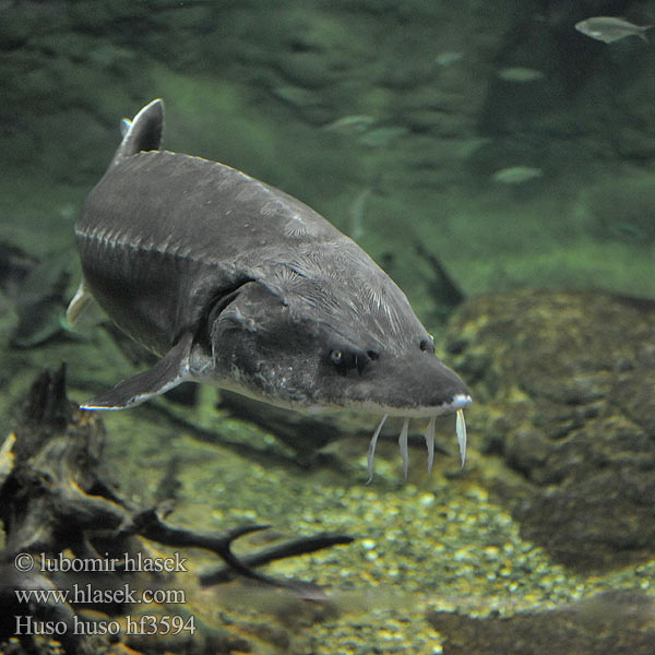 Esturjão-branco ปลาสเตอร์เจียนขาว Huso huso Beluga Vyza velká Europäischer Hausen Bieługa Vyza veľká Viza Белуга Bélouga Belugasteur Morun Hus fisk Belugastør Білуга Моруна オオチョウザメ Esturió beluga Morun Бялуга חדקניים