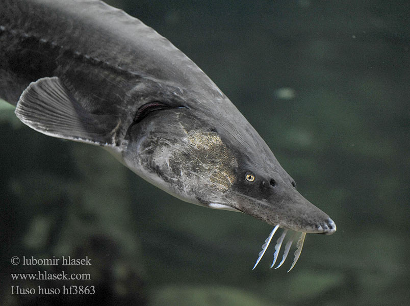 Beluga Vyza velká Europäischer Hausen Bieługa Vyza veľká Viza Белуга Bélouga Belugasteur Morun Hus fisk Belugastør Білуга Моруна オオチョウザメ Esturió beluga Morun Бялуга חדקניים Huso huso Esturjão-branco ปลาสเตอร์เจียนขาว