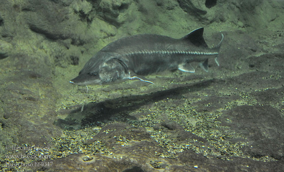 Белуга Bélouga Belugasteur Morun Hus fisk Belugastør Білуга Моруна オオチョウザメ Esturió beluga Morun Бялуга חדקניים Huso huso Esturjão-branco ปลาสเตอร์เจียนขาว Beluga Vyza velká Europäischer Hausen Bieługa Vyza veľká Viza