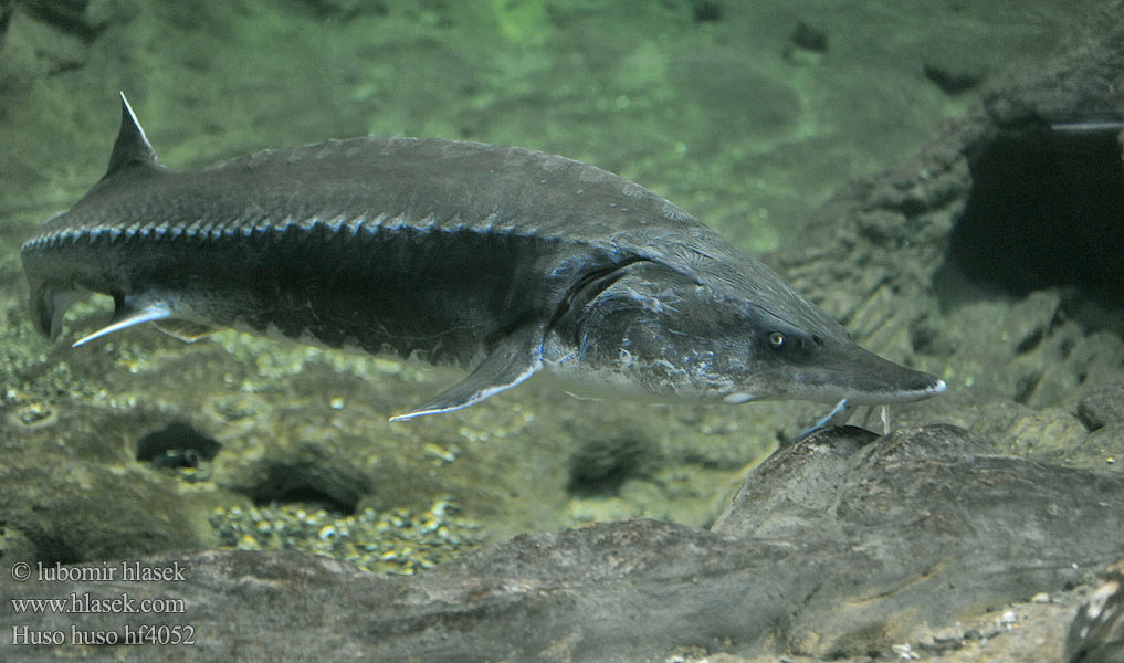 Bélouga Belugasteur Morun Hus fisk Belugastør Білуга Моруна オオチョウザメ Esturió beluga Morun Бялуга חדקניים Huso huso Esturjão-branco ปลาสเตอร์เจียนขาว Beluga Vyza velká Europäischer Hausen Bieługa Vyza veľká Viza Белуга