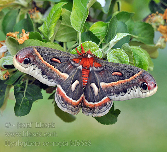 Hyalophora cecropia Cecropia Moth Silkmoth Cecropiaspinner Martináč cekropiový 大型的刻克罗普斯蚕蛾 Saturnie cécropia セクロピアサン Сатурния циркония