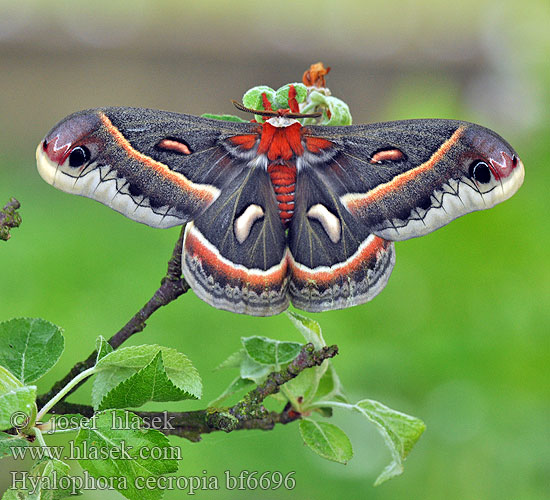 Сатурния циркония Hyalophora cecropia Cecropia Moth Silkmoth Cecropiaspinner Martináč cekropiový 大型的刻克罗普斯蚕蛾 Saturnie cécropia セクロピアサン