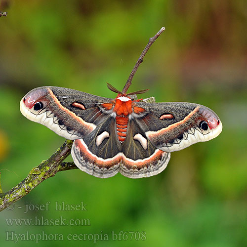 Cecropia Moth Silkmoth Cecropiaspinner Martináč cekropiový 大型的刻克罗普斯蚕蛾 Saturnie cécropia セクロピアサン Сатурния циркония Hyalophora cecropia