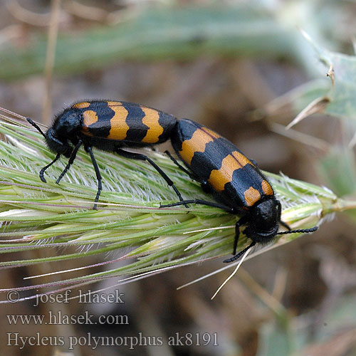 Hycleus polymorphus Zonabre polymorphe