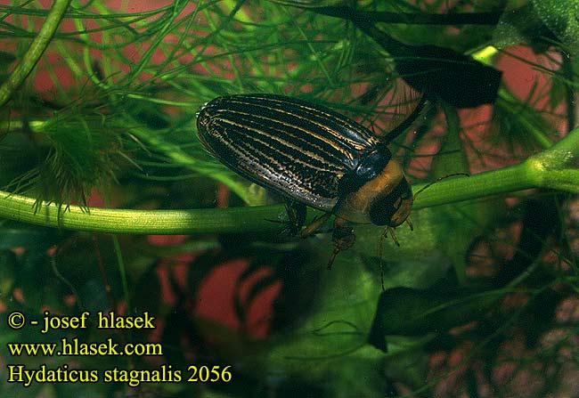 Hydaticus stagnalis
