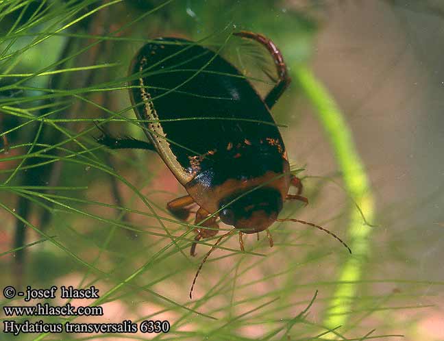 Hydaticus transversalis Болотник поперечнополосатый     