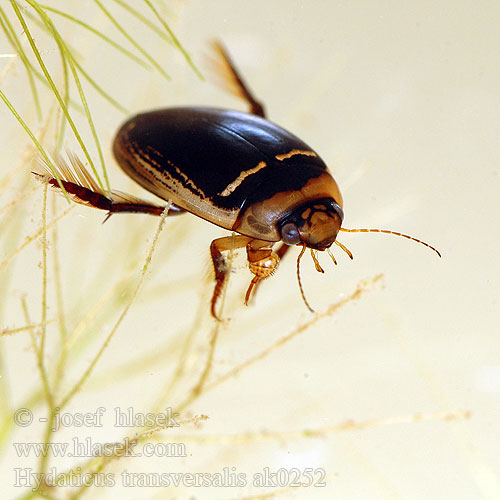 Hydaticus transversalis Болотник поперечнополосатый