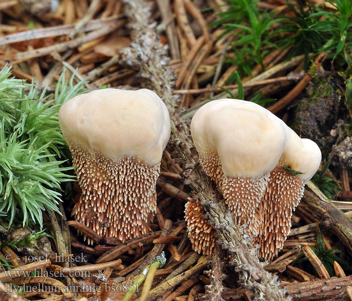 Hydnellum auratile Hydnum Lošákovec hnědooranžový