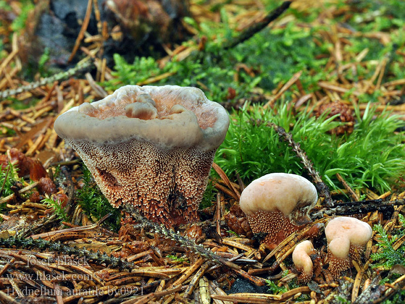 Hydnellum auratile Lošákovec hnědooranžový