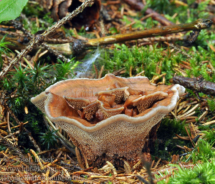 Hydnellum auratile Orangebrauner Korkstacheling Goldbrauner