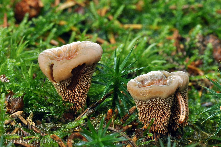 Hydnellum auratile Hydnum Teglrød korkpigsvamp