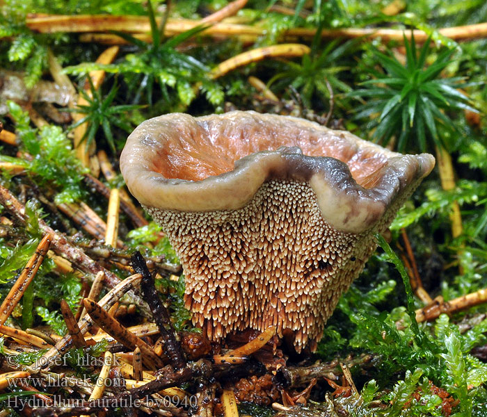 Hydnellum auratile Hydnum Brandtaggsvamp