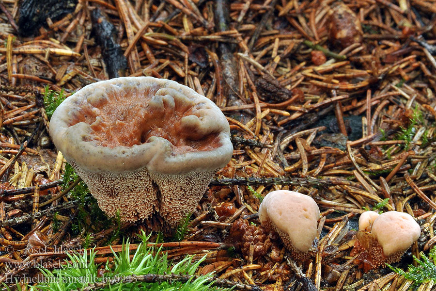 Hydnellum auratile Hydnum Tuliorakas