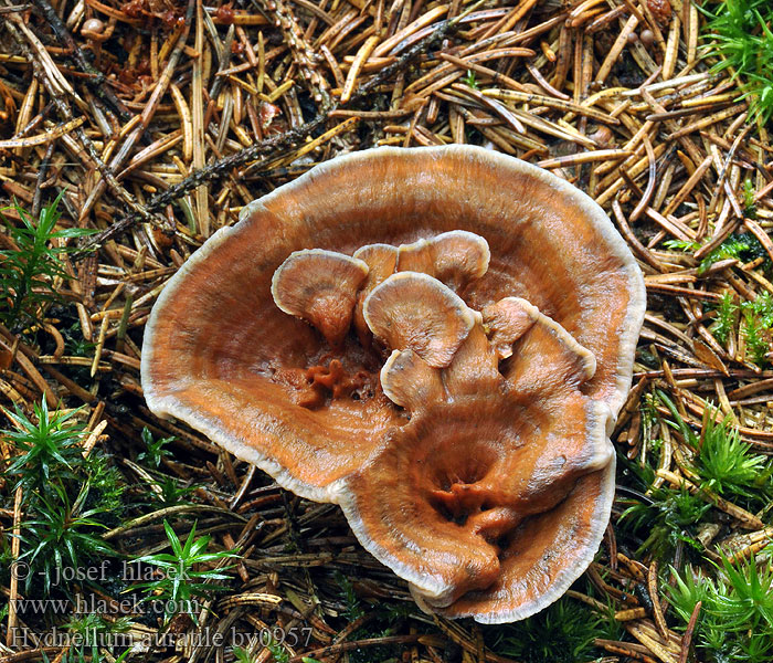 Hydnellum auratile Hydnum Hydnelle orangé