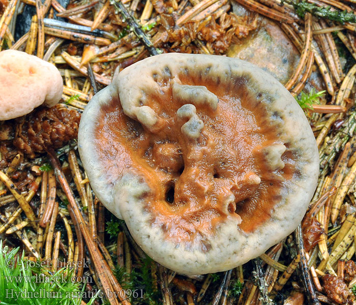 Hydnellum auratile Hydnum Flammebrunpigg